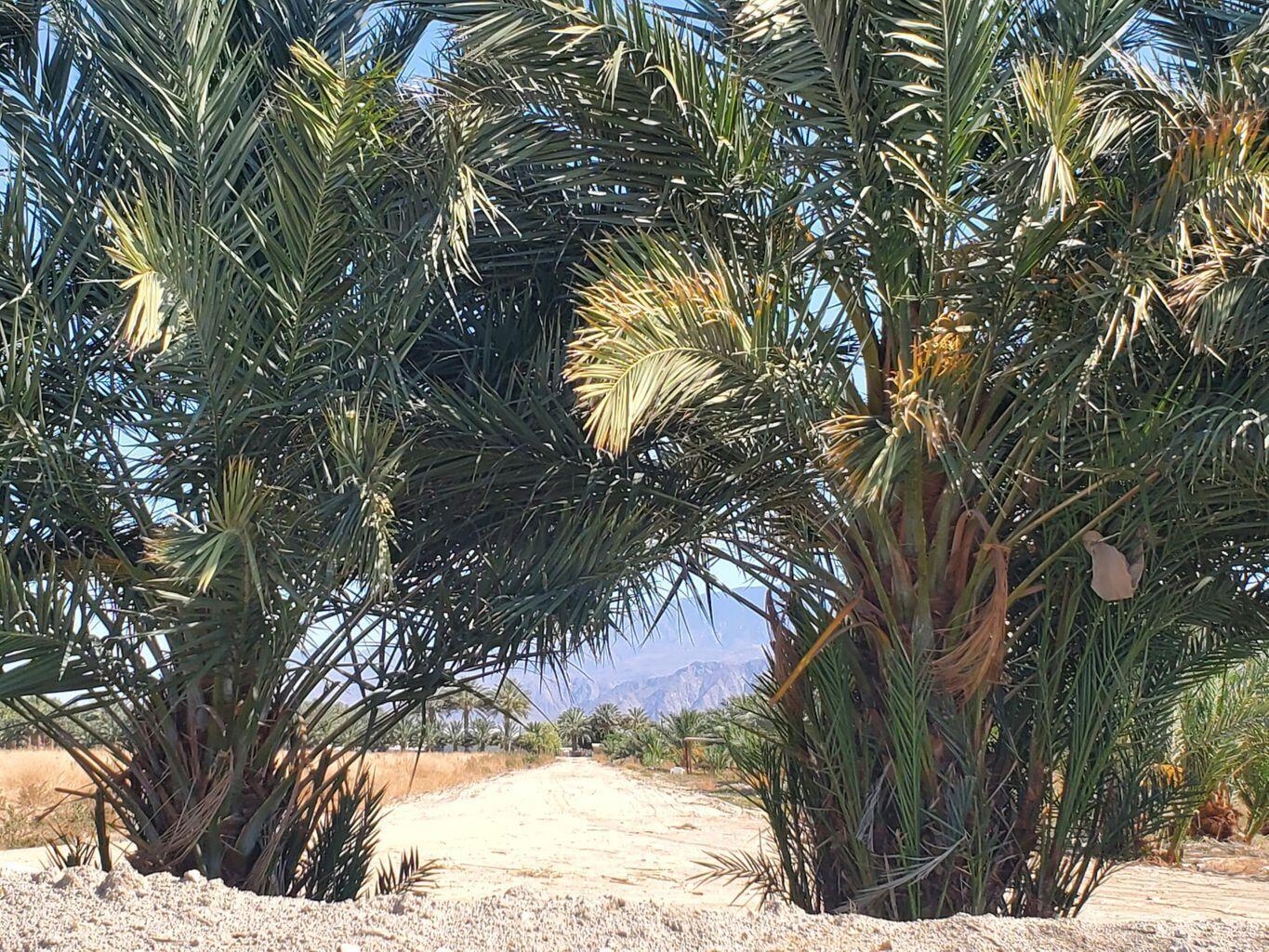 0 Calhoun Street Coachella, CA 92236 - Photo 4 of 8 a view of snow on the tree