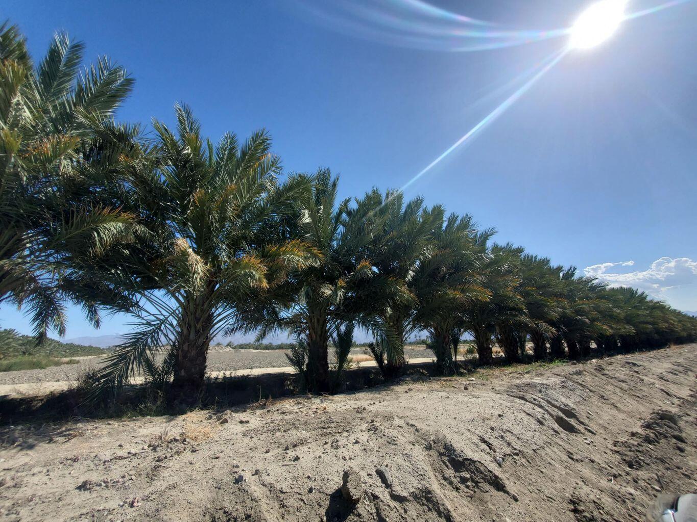 0 Calhoun Street Coachella, CA 92236 - Photo 5 of 8 a view of outdoor space yard and tree