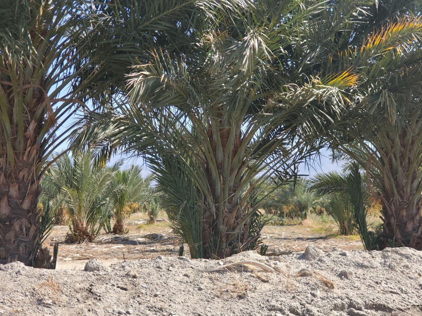 0 Calhoun Street Coachella, CA 92236 - Photo 7 of 8 a view of a yard covered with snow in front of house