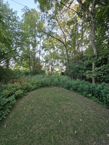 a view of a lush green forest