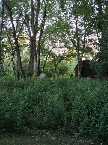 a view of a lush green forest with lots of trees