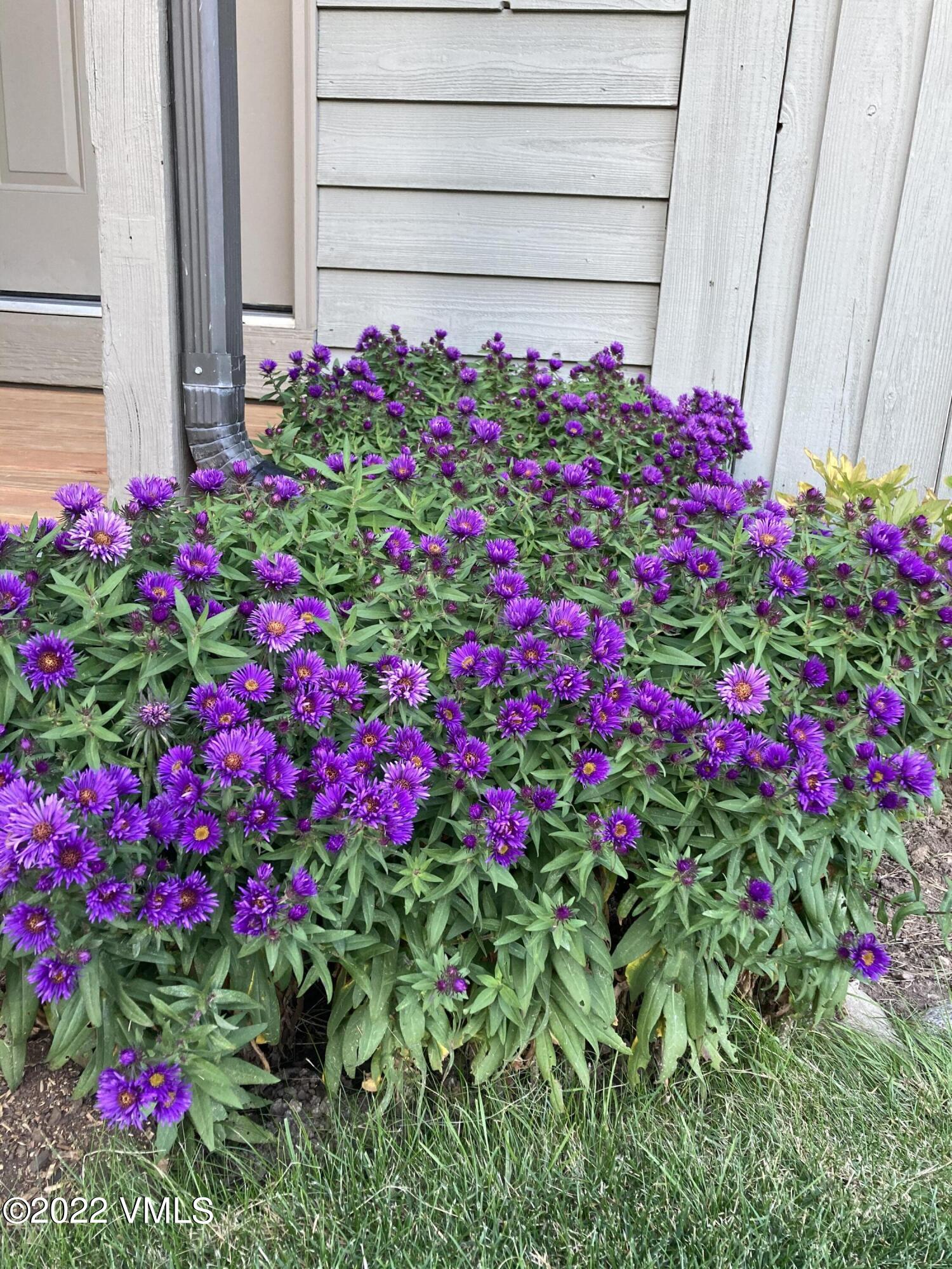 155 Meile Lane Edwards, CO 81632 - Photo 24 of 26 a flower view