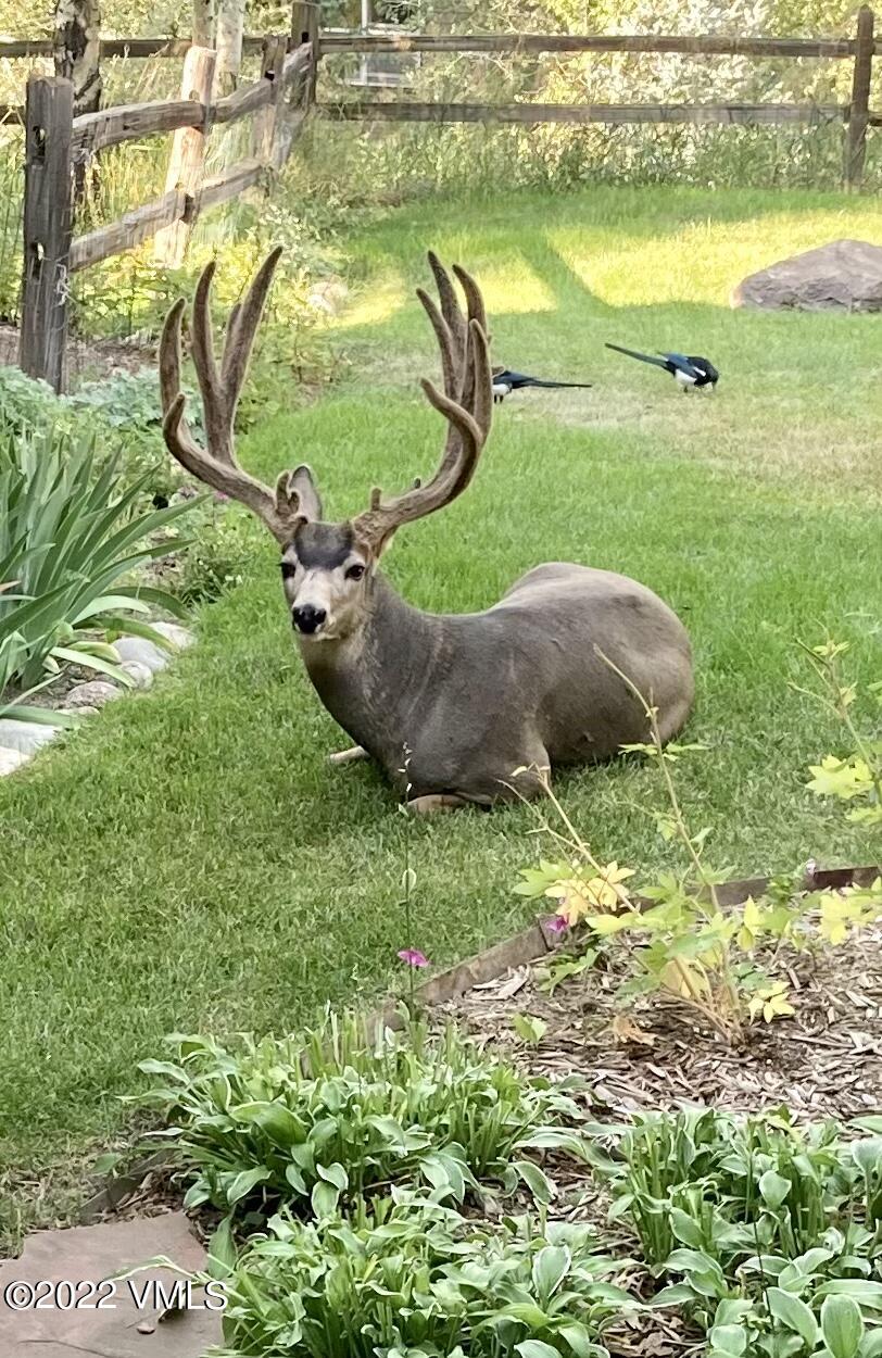 155 Meile Lane Edwards, CO 81632 - Photo 25 of 26 a view of a swimming pool with a garden and plants
