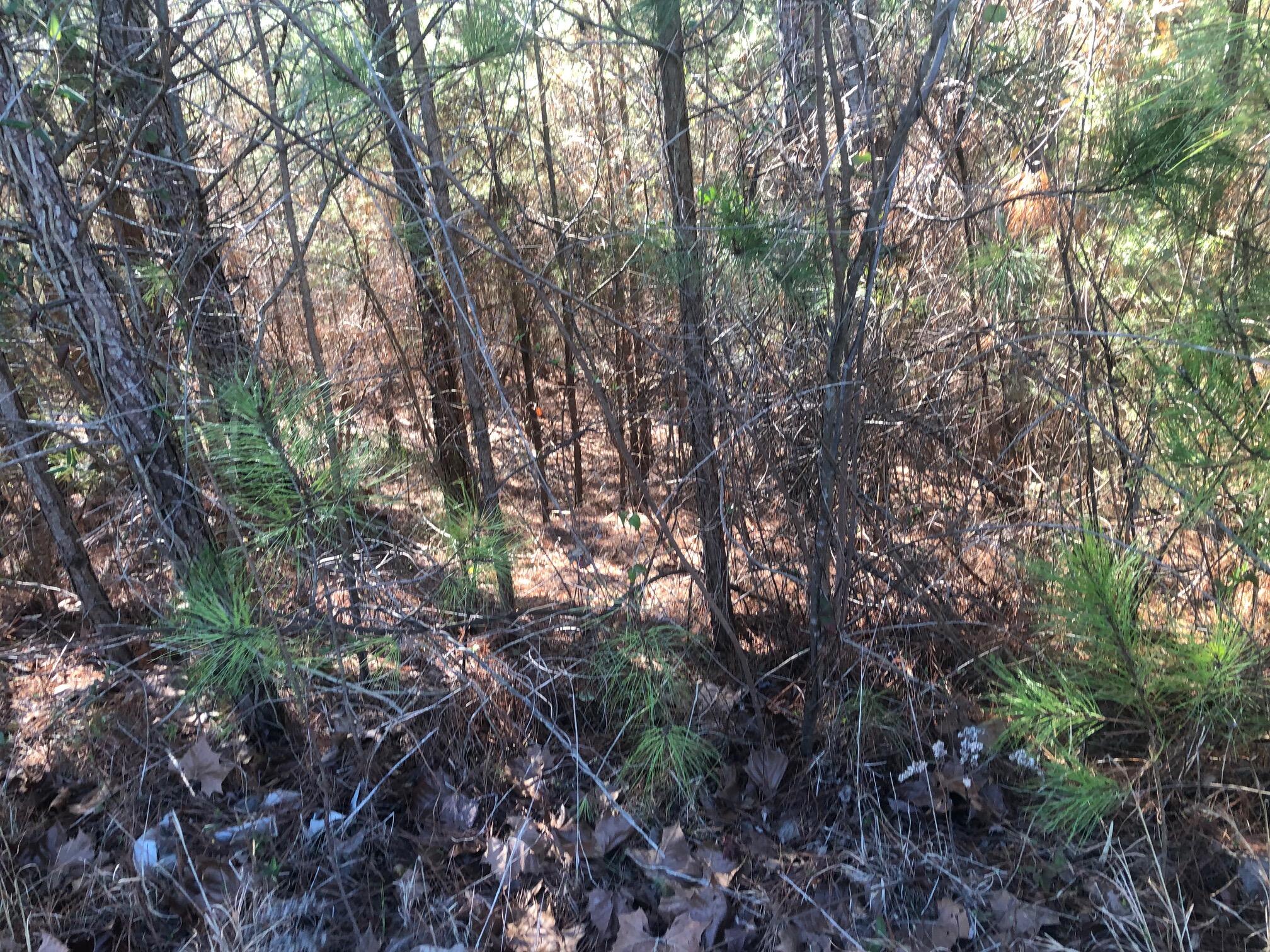 147 Cherokee Ridge Drive Ocoee, TN 37361 - Photo 3 of 6 147 Cherokee Ridge - Lot view 2