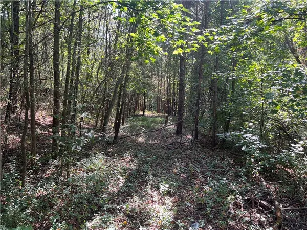 a view of a forest with trees in the background