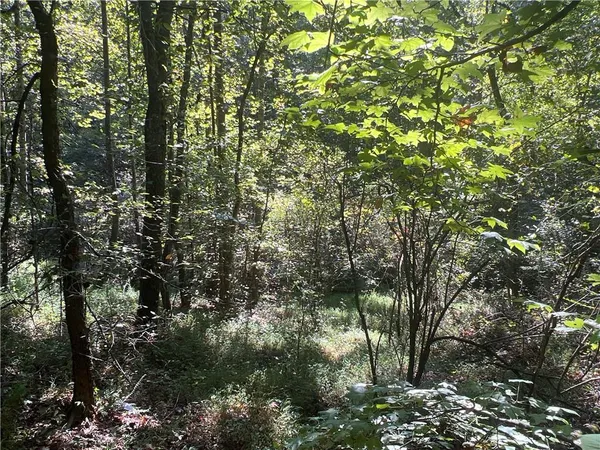 a view of a tree in a yard