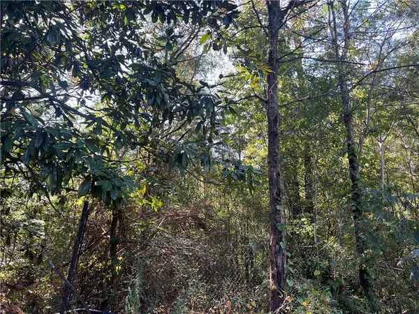 a view of a tree in a yard