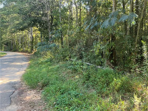 a view of a yard with plants and large trees