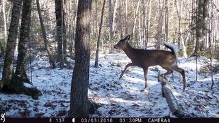 75 Cook Road Bradford, ME 04410 - Photo 15 of 19 wildlife1