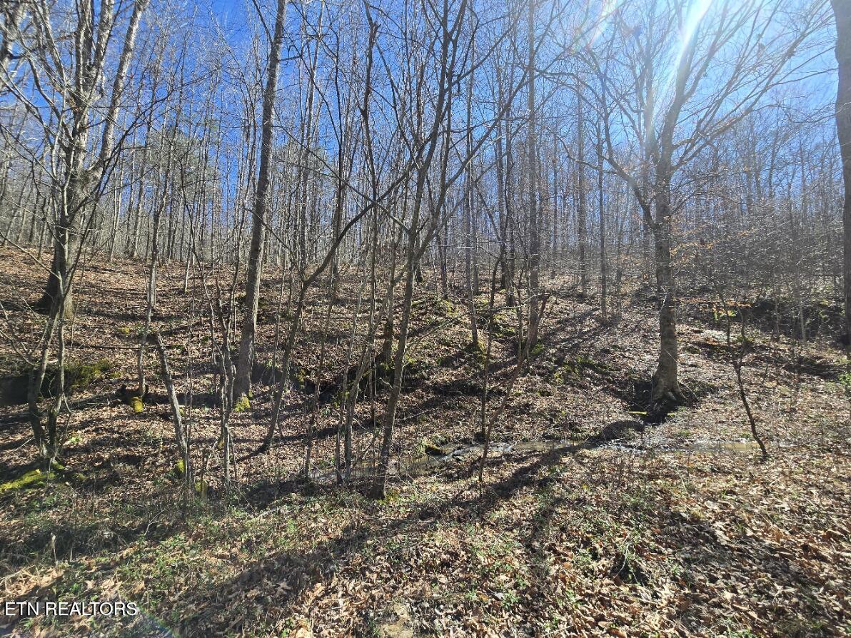 0 Straight Fork Road Huntsville, TN 37756 - Photo 8 of 14 20260312_142344