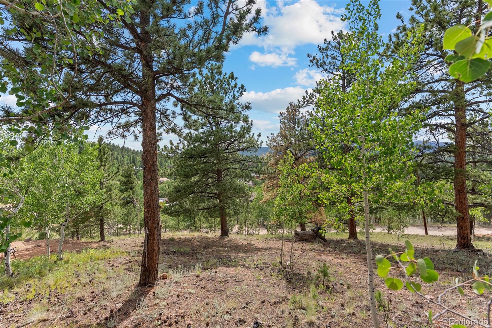 62 Quartz Circle Bailey, CO 80421 - Photo 37 of 38 a view of a forest filled with trees