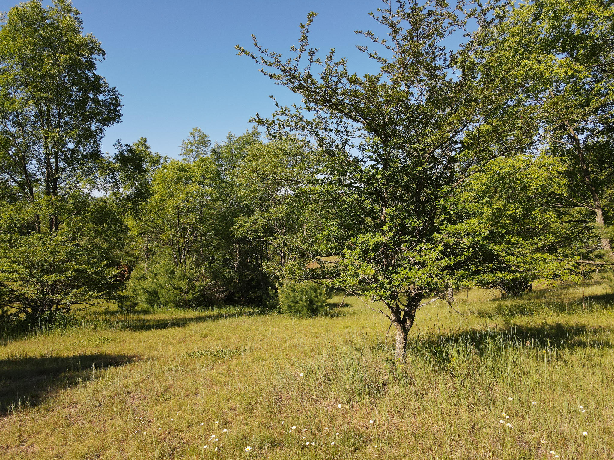 19 Mile Road, Unit 10 ACRES Tustin, MI 49688 - Photo 13 of 14 DJI_0040