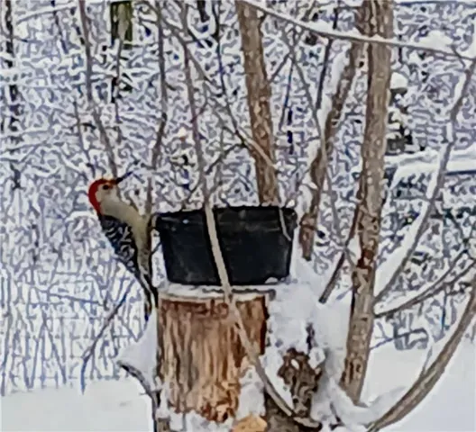 $350,000 | 1615 Northwest 450th Road, Kingsville, MO 64061