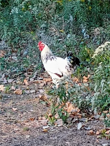 $350,000 | 1615 Northwest 450th Road, Kingsville, MO 64061