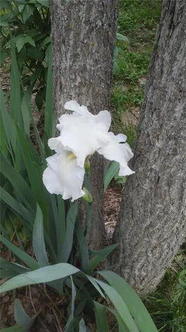 $350,000 | 1615 Northwest 450th Road, Kingsville, MO 64061