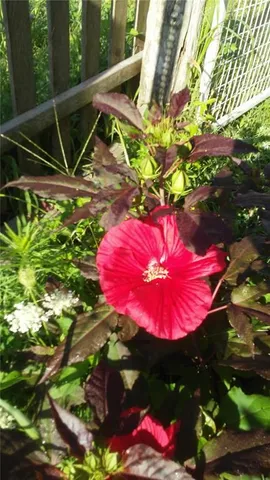 $350,000 | 1615 Northwest 450th Road, Kingsville, MO 64061