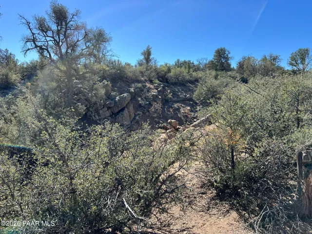 a view of a forest with a tree in the background