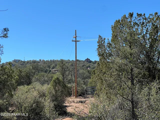 a view of a forest with a tree in the background