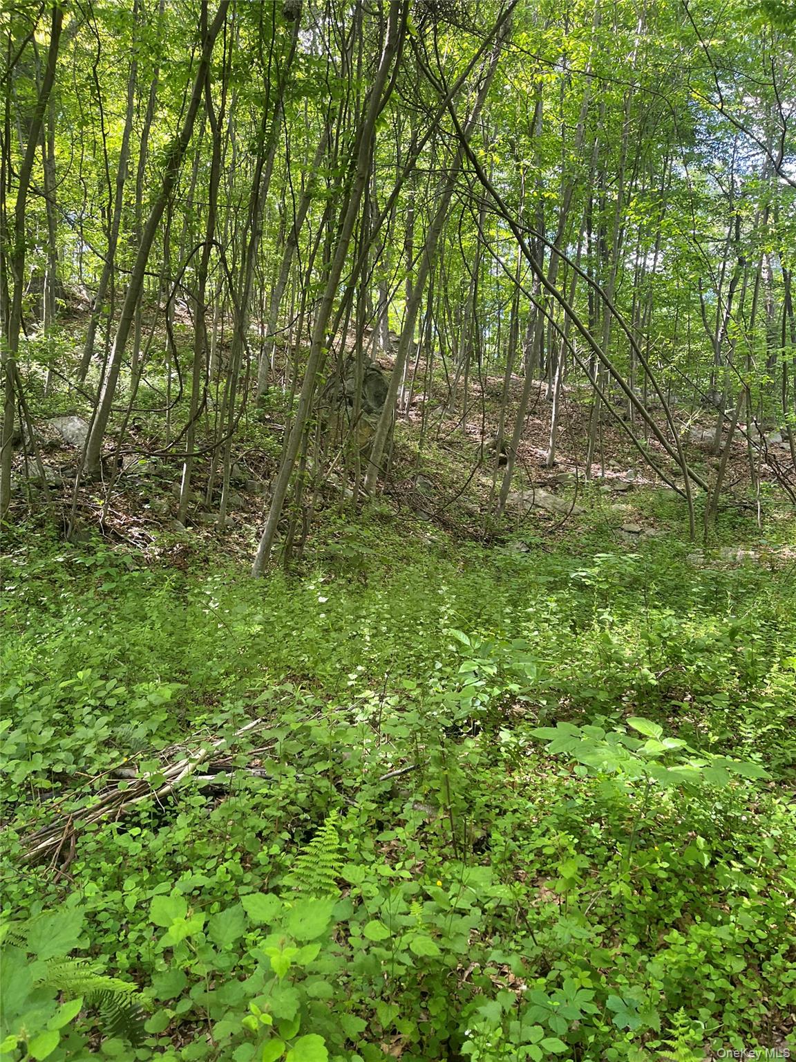 Old Church Road Putnam Valley, NY 10579 - Photo 5 of 26 a view of a yard with plants and large trees