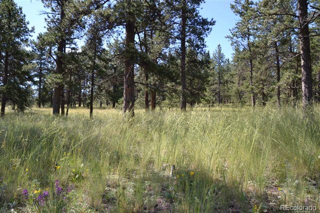 Pickens Road Florissant, CO 80816 - Photo 12 of 35 a view of a green yard