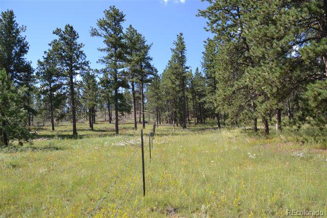 Pickens Road Florissant, CO 80816 - Photo 13 of 35 a backyard of a house with lots of green space