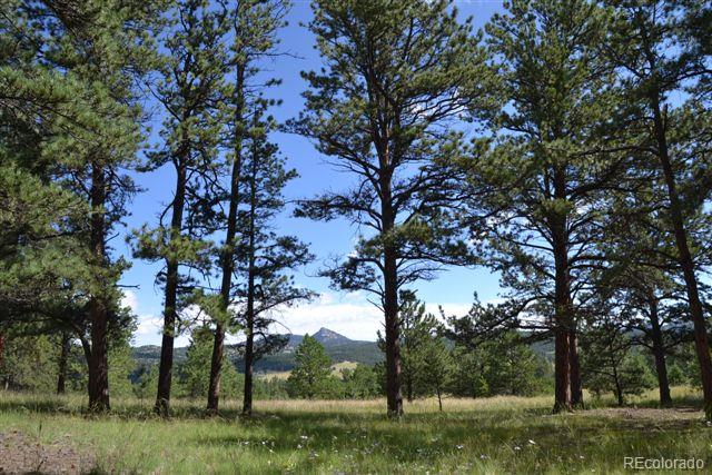 Pickens Road Florissant, CO 80816 - Photo 17 of 35 a view of a tree in a yard