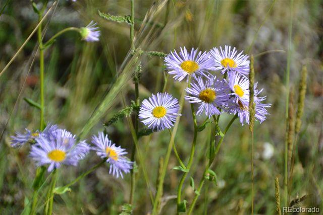 Pickens Road Florissant, CO 80816 - Photo 19 of 35 a close up of a bunch of flowers