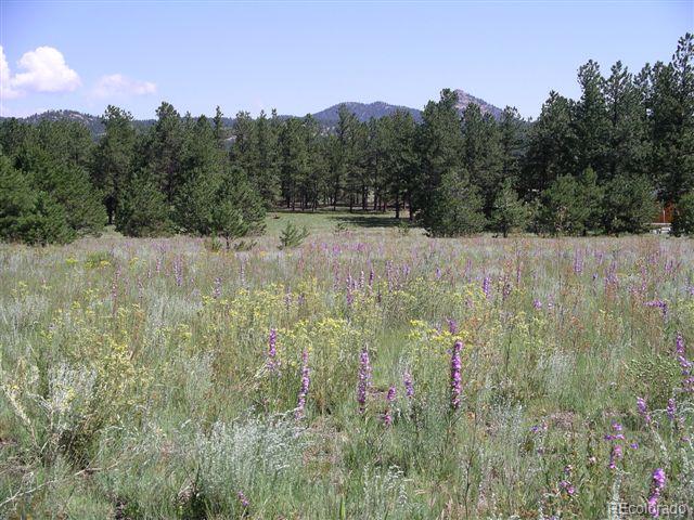 Pickens Road Florissant, CO 80816 - Photo 2 of 35 a view of a bunch of trees and bushes