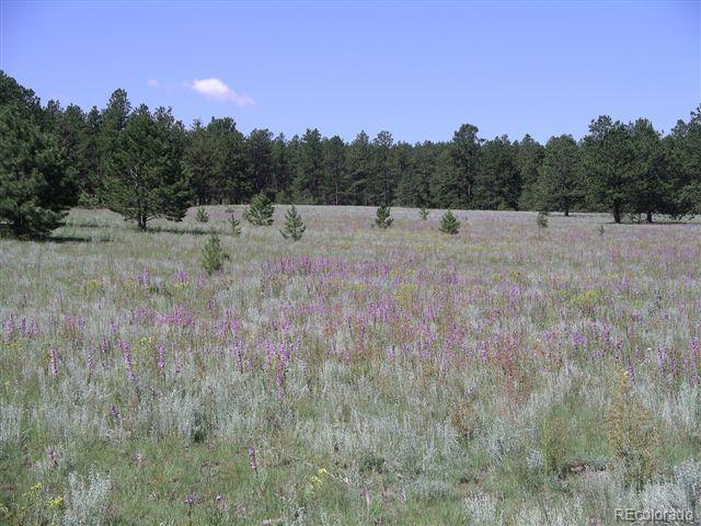 Pickens Road Florissant, CO 80816 - Photo 4 of 35 a view of a field of grass and trees