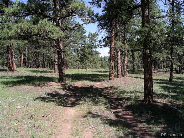 Pickens Road Florissant, CO 80816 - Photo 8 of 35 a view of a tree in the middle of a yard