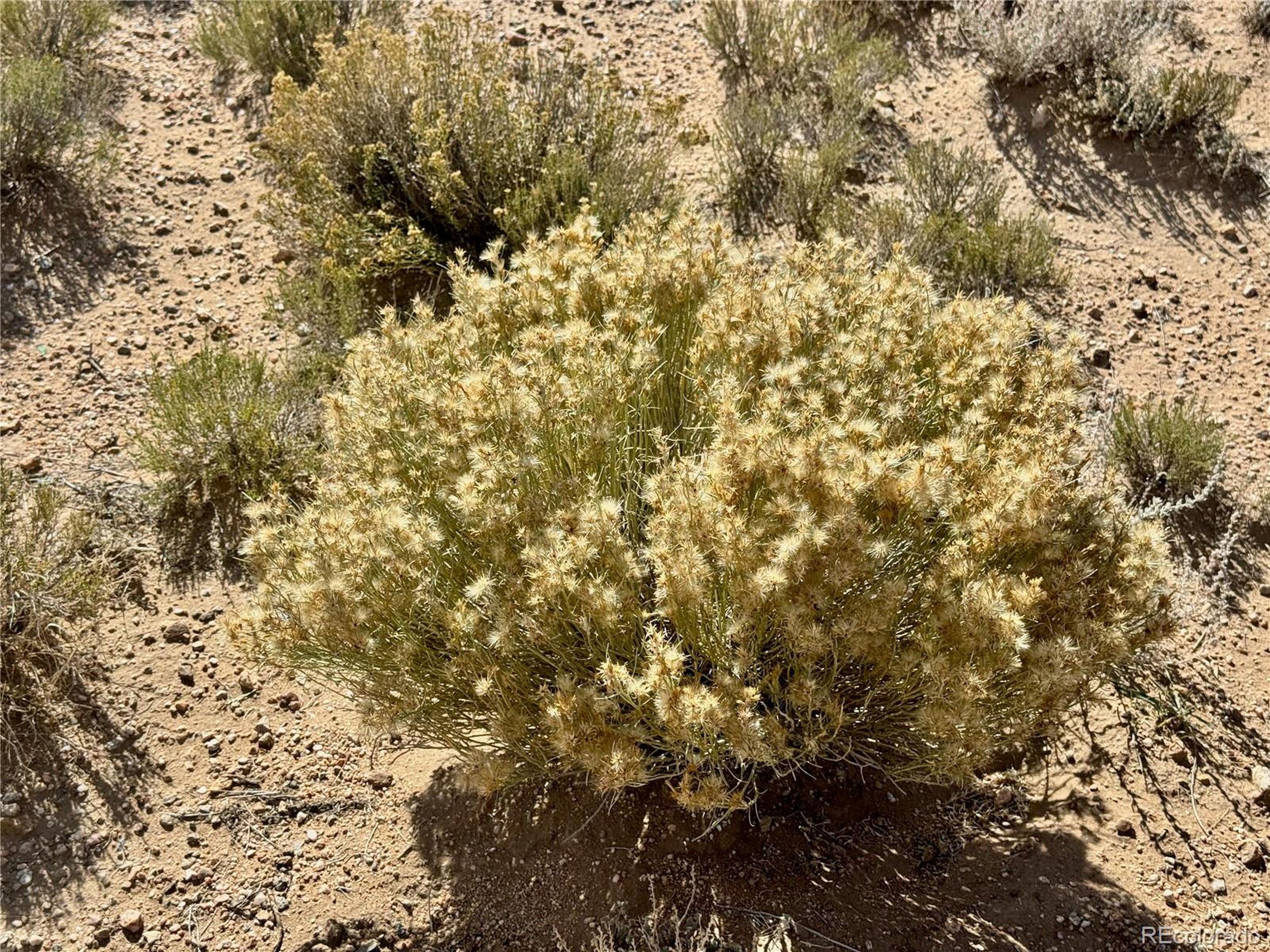 7 County X Road Blanca, CO 81123 - Photo 11 of 13 a view of a tree