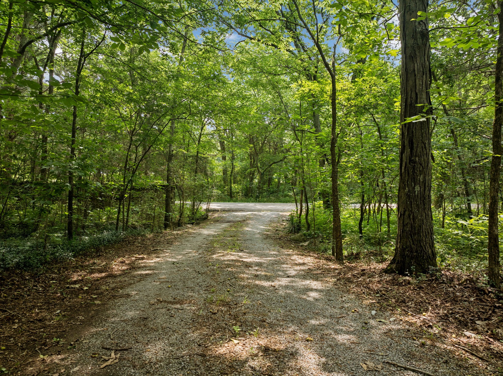 6031 Buckeye Valley Road Murfreesboro, TN 37129 - Photo 18 of 47 a view of backyard with tree