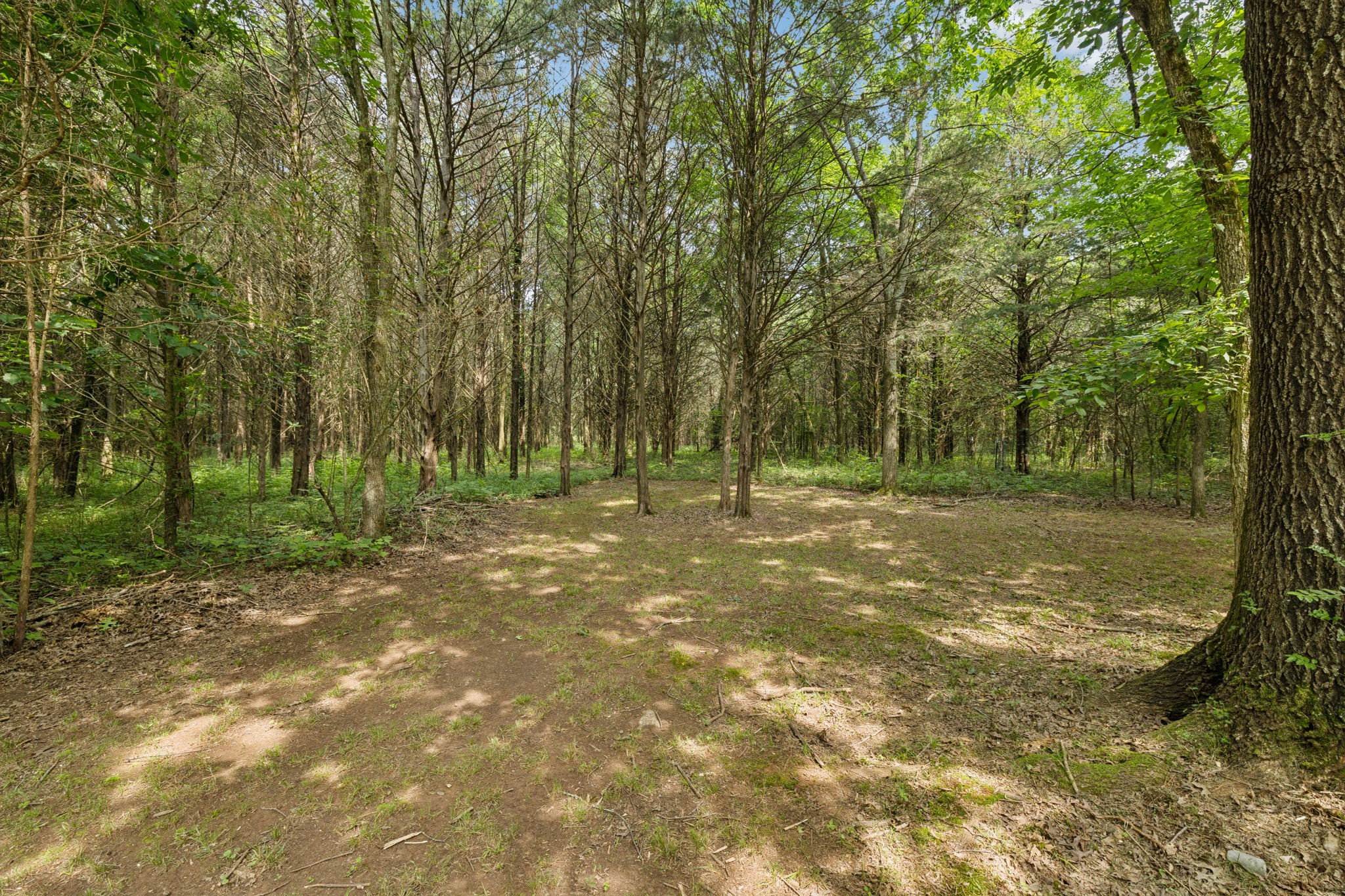 6031 Buckeye Valley Road Murfreesboro, TN 37129 - Photo 31 of 47 a view of outdoor space with trees