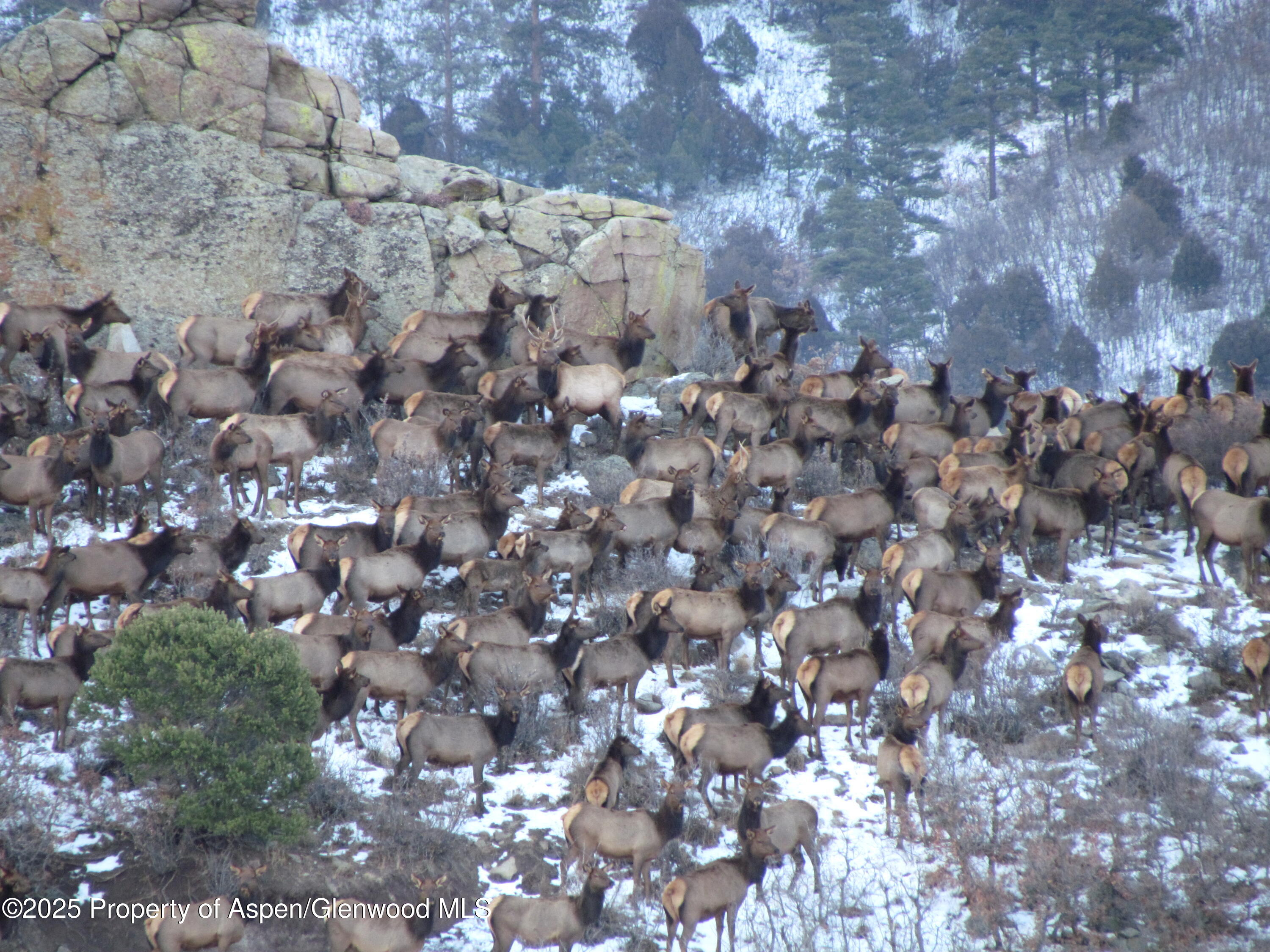 741 Big Wall Lane La Veta, CO 81055 - Photo 17 of 47 a view of a bunch of trees