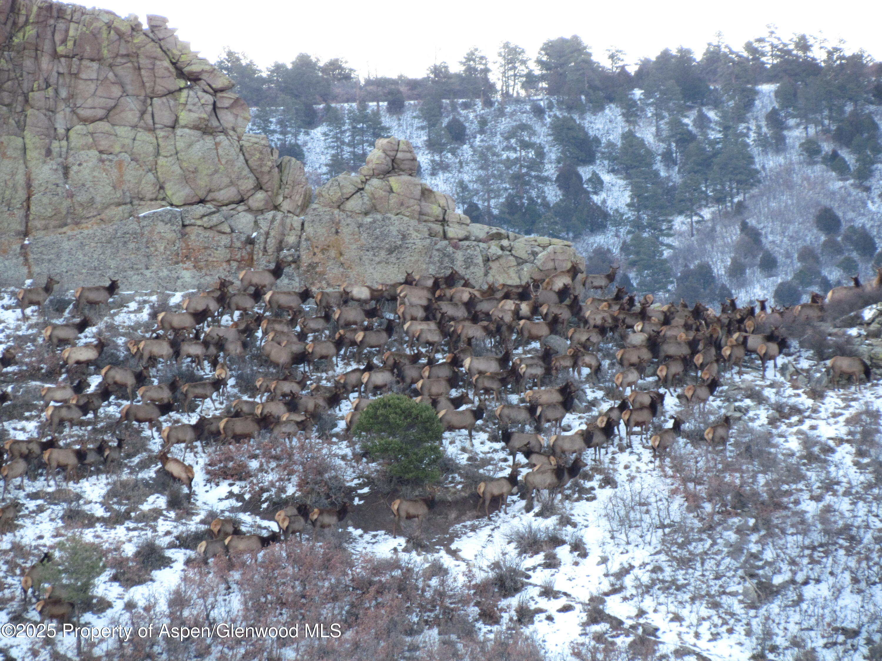 741 Big Wall Lane La Veta, CO 81055 - Photo 21 of 47 a view of a forest