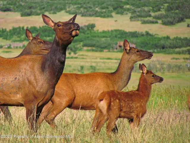 a backyard of a house with yard and outdoor seating