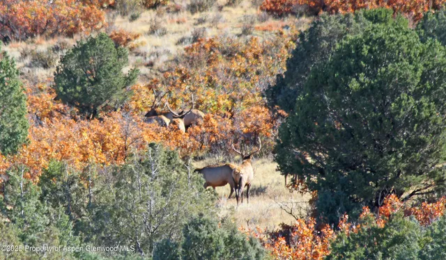 a view of a lake with lots of trees