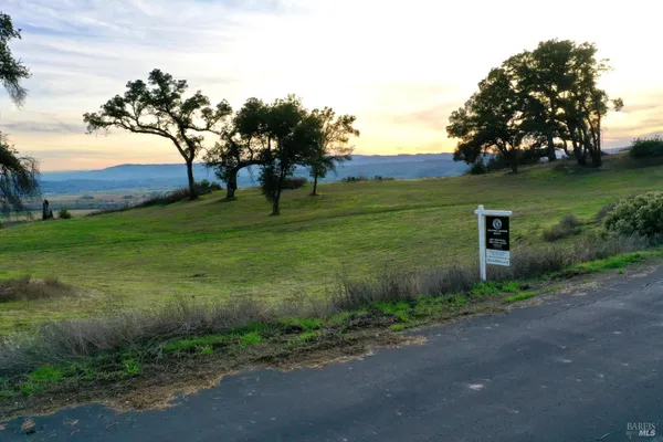 a close up of a tree