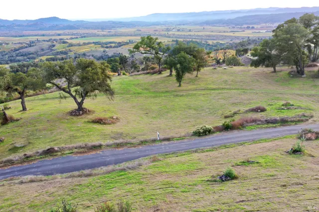 a close up of a tree