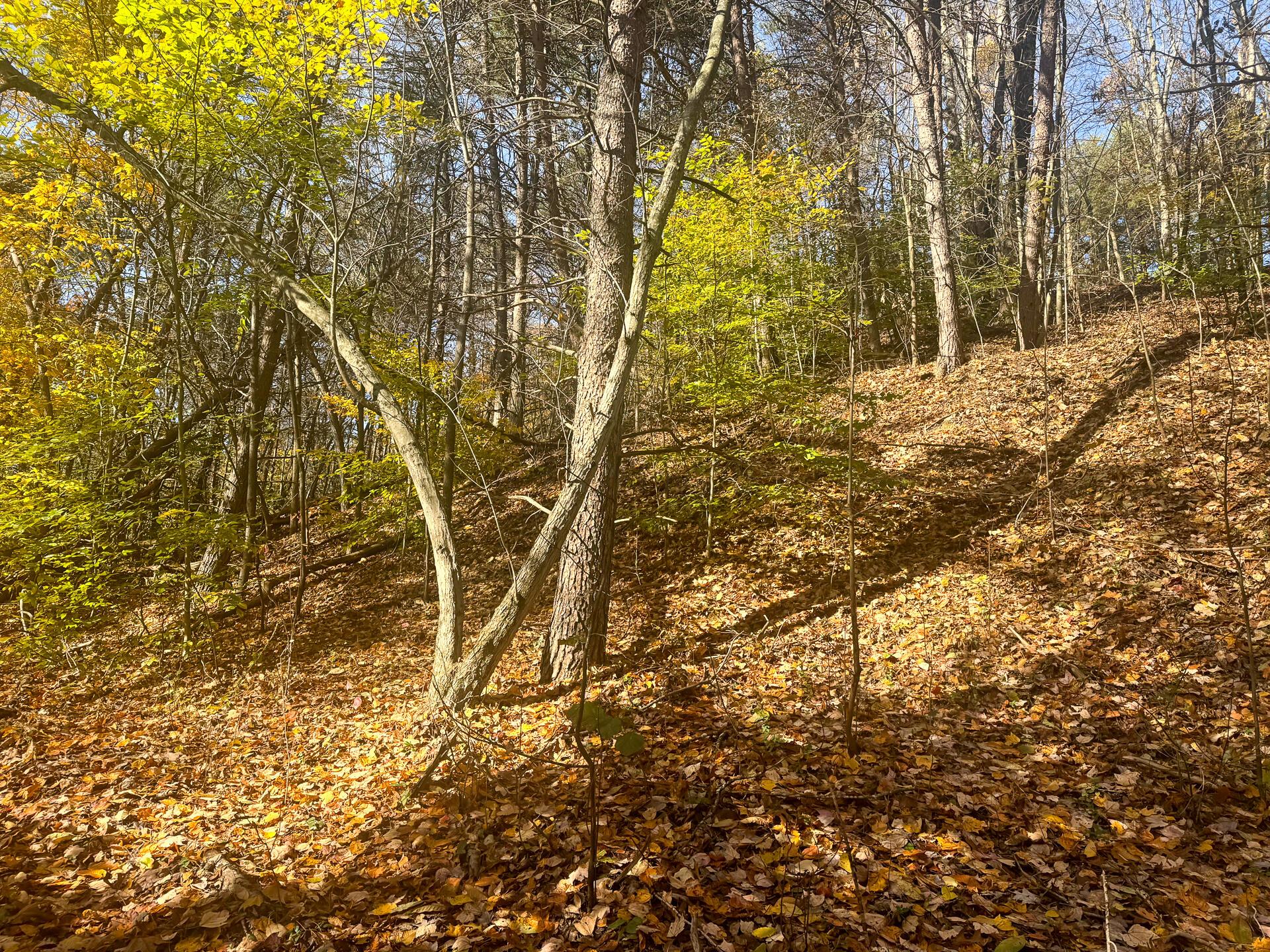 908 Nibert Road, Unit PONDS POPLAR RIDGE TRACT 2) Gallipolis, OH 45631 - Photo 11 of 25 CT-11