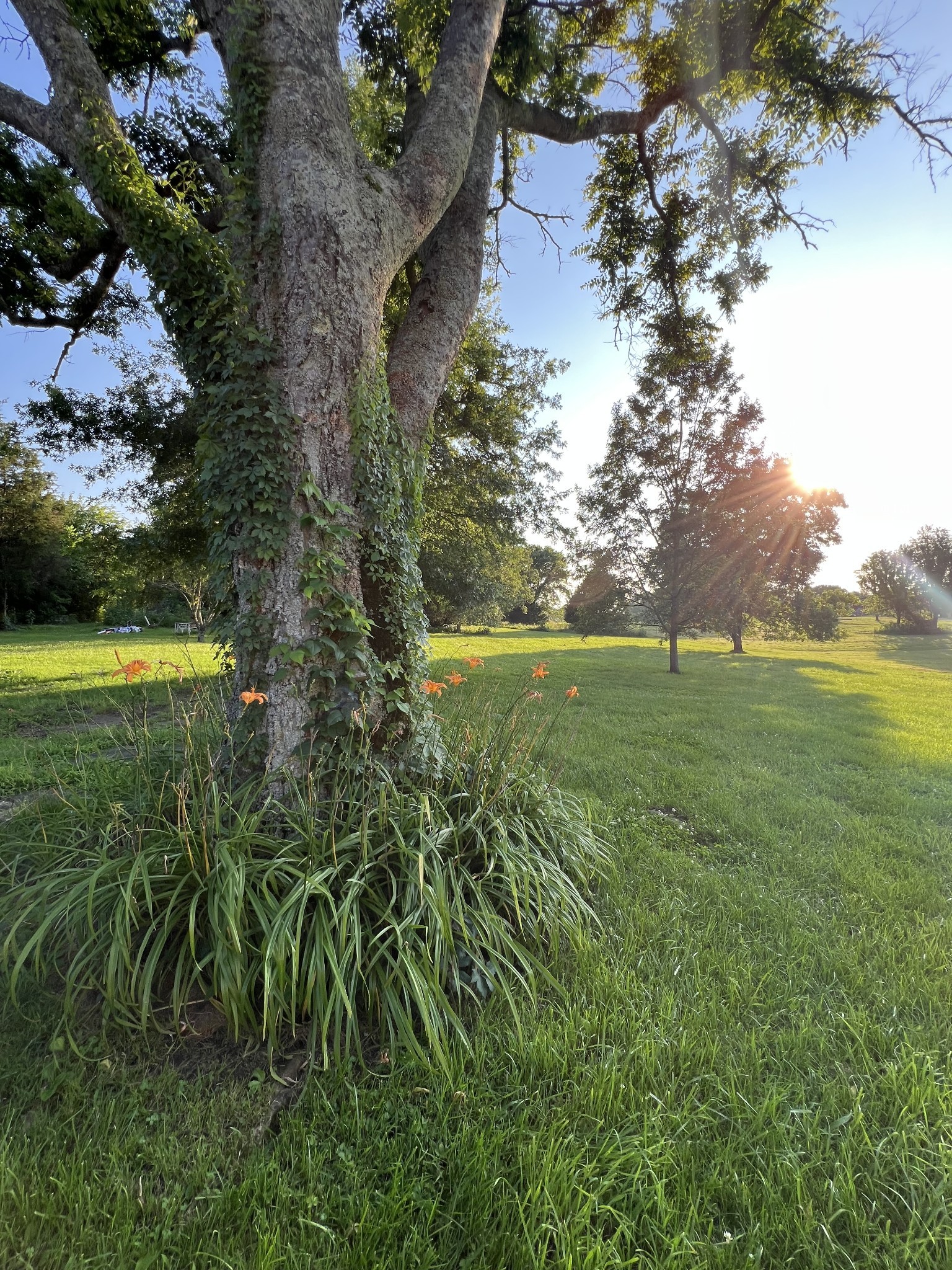 960 Harsh Lane Castalian Springs, TN 37031 - Photo 45 of 51 a backyard of a house with lots of green space