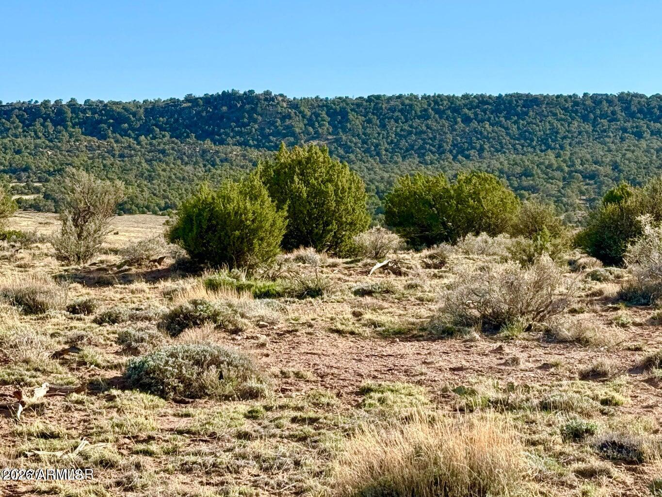 85 Co Road Concho, AZ 85924 - Photo 1 of 24 a view of a large yard with lots of green space