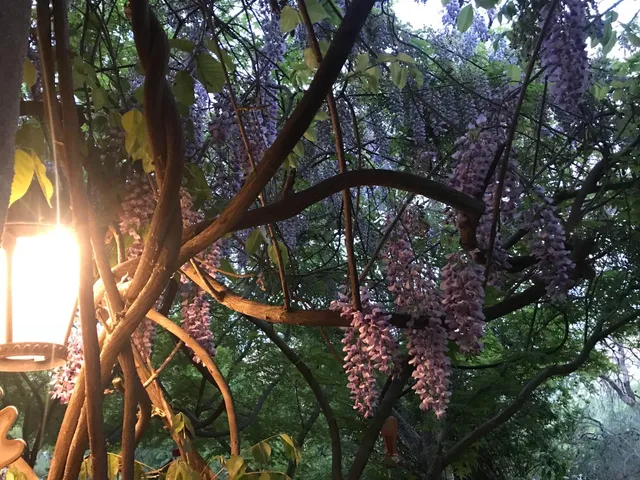a view of a yard with cars parked