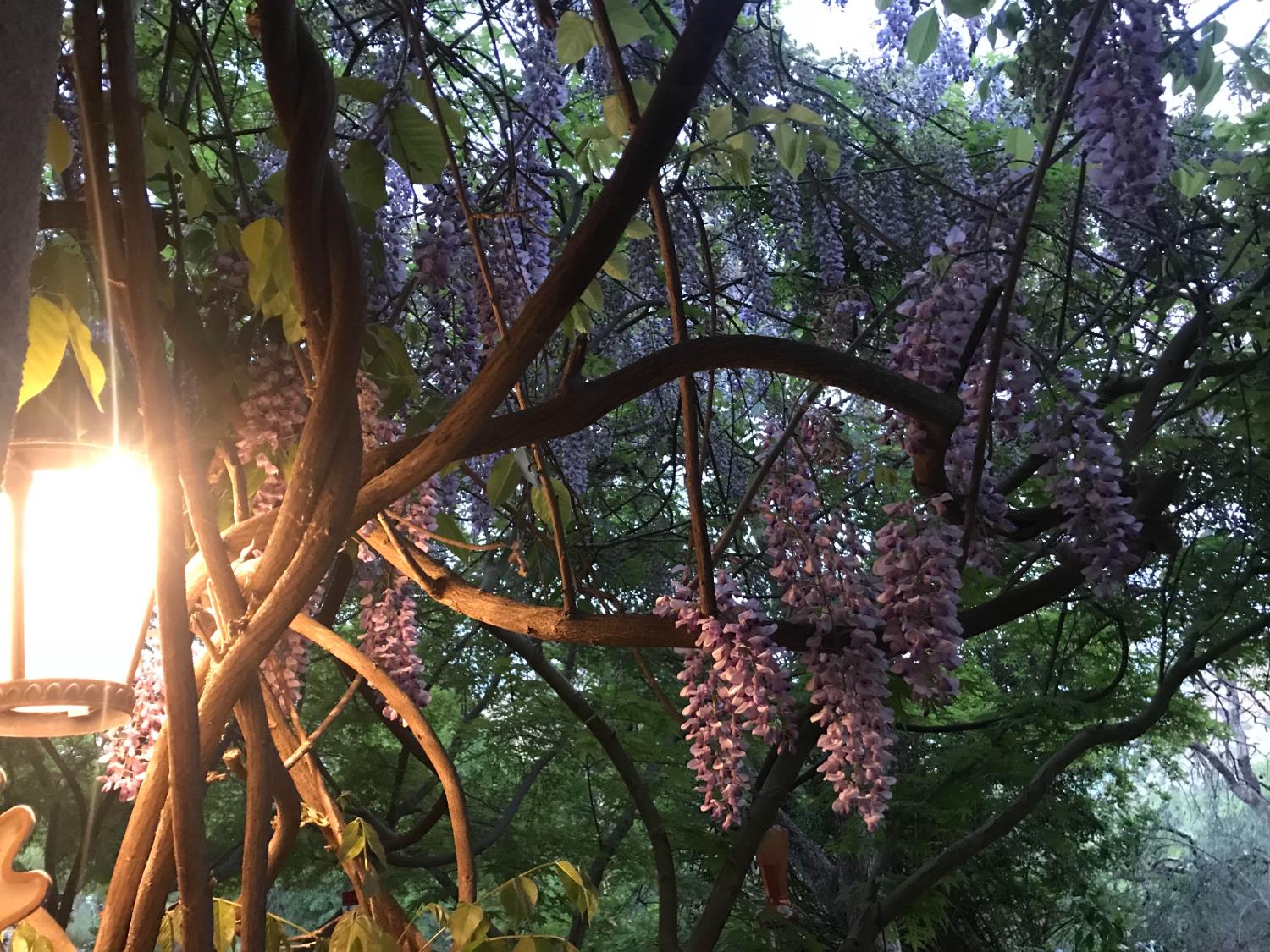 40820 Oak Ridge Drive Three Rivers, CA 93271 - Photo 27 of 47 a picture of tree