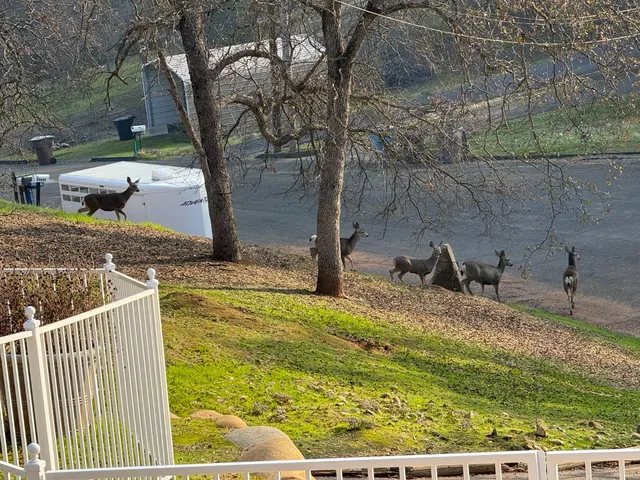 $595,000 | 40820 Oak Ridge Drive, Three Rivers, CA 93271