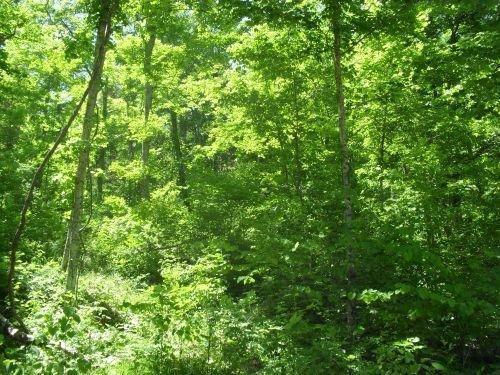 1 Hardwick Cemetery Road Bronston, KY 42518 - Photo 4 of 4 Additional Photo