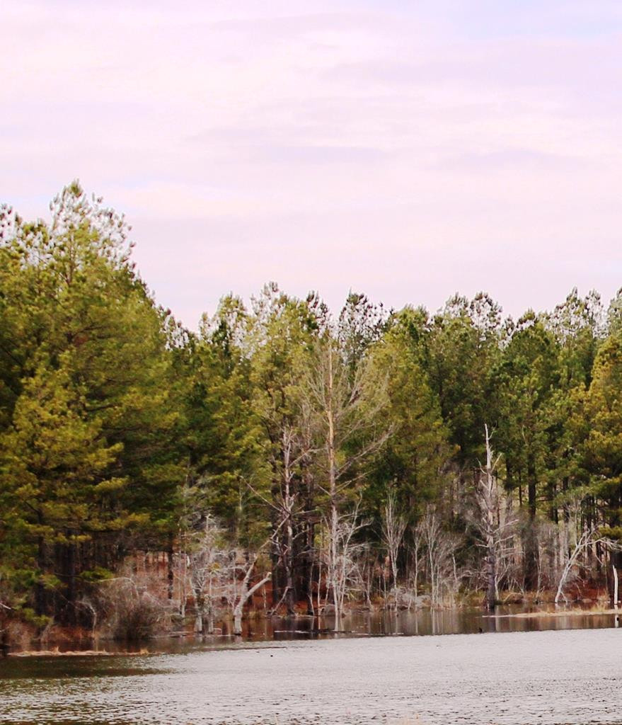 11 Reeves Street Aiken, SC 29805 - Photo 5 of 5
