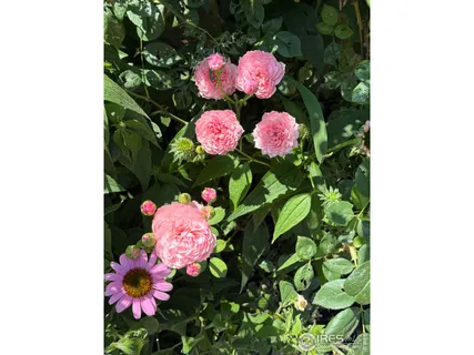 $1,075,000 | 5320 Augusta Trail, Fort Collins, CO 80528