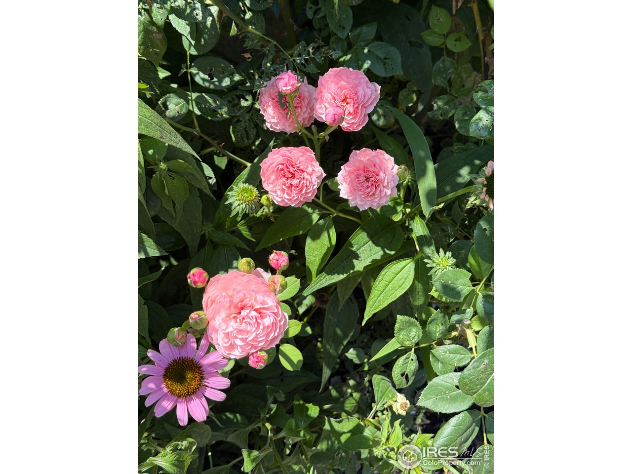 5320 Augusta Trail Fort Collins, CO 80528 - Photo 41 of 43