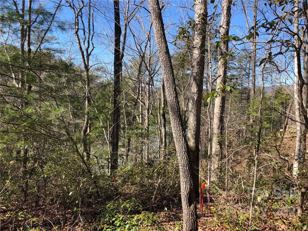 13 South B S Cove Rd Mill Spring Mill Spring, NC 28756 - Photo 15 of 18 a view of a yard